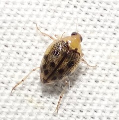 Peltodytes litoralis