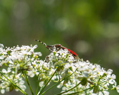Dolycoris baccarum