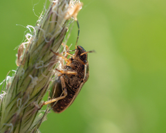 Neottiglossa pusilla