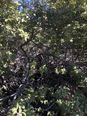 Searsia pyroides gracilis