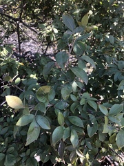 Searsia pyroides gracilis