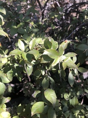Searsia pyroides gracilis