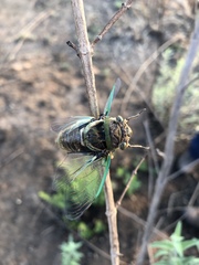 Diceroprocta bicosta