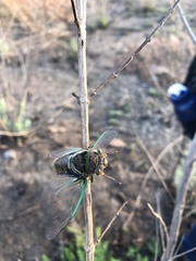 Diceroprocta bicosta