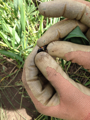 Nicrophorus guttula