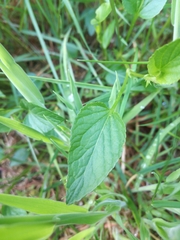Rostratae