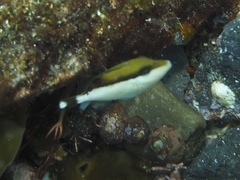 Sufflamen chrysopterum