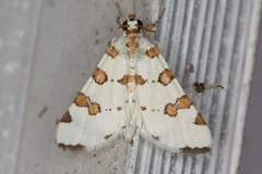 Conchylodes octonalis