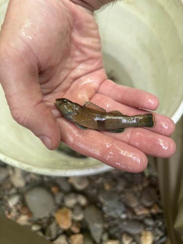 Greenfin darter (Etheostoma chlorobranchium) — Percidae — 2