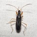Martian Seed Bug - Photo (c) Russell Pfau, some rights reserved (CC BY-NC), uploaded by Russell Pfau