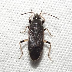 Perigenes similis