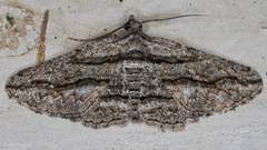 Hemimorina dissociata