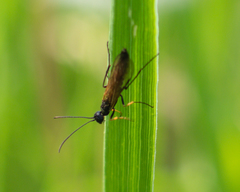 Cephidae