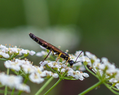 Cephidae