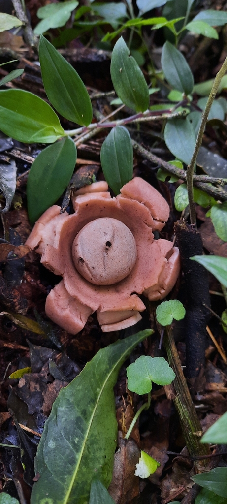 Geastrum triplex · July 2024 · photo: © noeliamedina89 (iNaturalist, cc0)