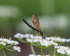 Cephidae