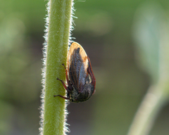 Centrotus cornutus