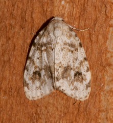 Clemensia ochreata