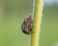 Centrotus cornutus