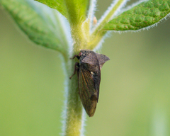 Centrotus cornutus