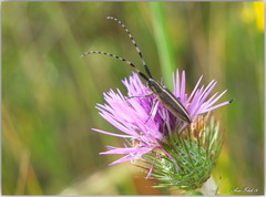 Agapanthia suturalis
