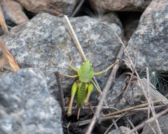 Decticus verrucivorus