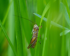 Roeseliana roeselii