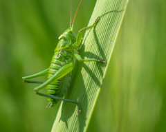 Tettigonia