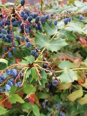 Angiospermae