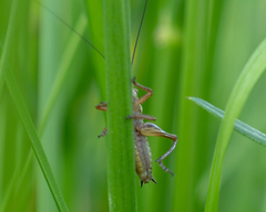 Roeseliana roeselii