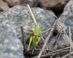 Decticus verrucivorus