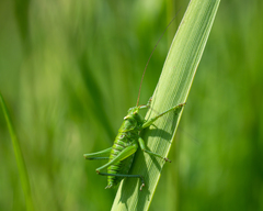 Tettigonia