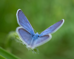 Polyommatus icarus