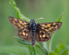 Carterocephalus palaemon