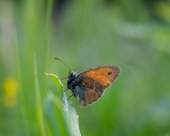 Coenonympha pamphilus