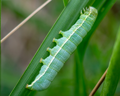 Noctuoidea