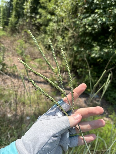 Image of Paspalum floridanum by (c) Scott Cave, some rights reserved (CC BY)