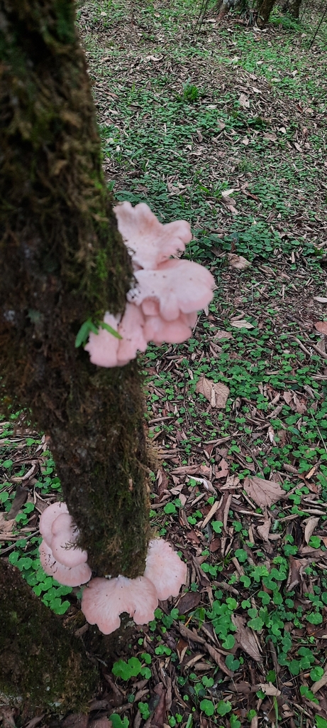 Pleurotus djamor · July 2024 · photo: © noeliamedina89 (iNaturalist, cc0)