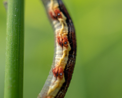 Erannis