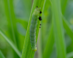 Noctuoidea