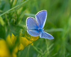 Polyommatus icarus