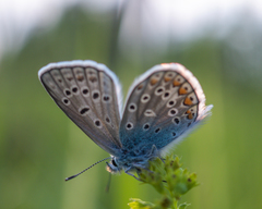 Polyommatus icarus