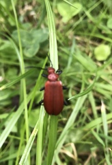Pyrochroa serraticornis
