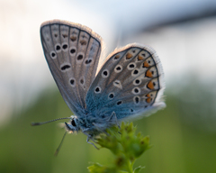 Polyommatus icarus