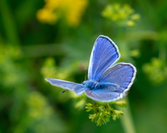Polyommatus icarus