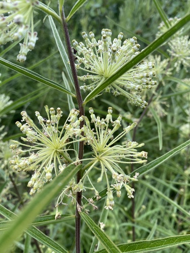Image of Asclepias hirtella by (c) Sheila Collins Bourgoin, some rights reserved (CC BY)