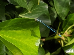 Coenagrion puella