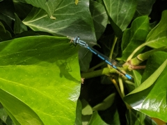 Coenagrion puella