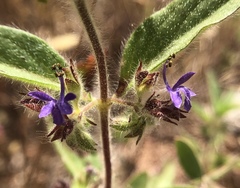 Trichostema rubisepalum