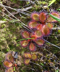 Drosera praefolia